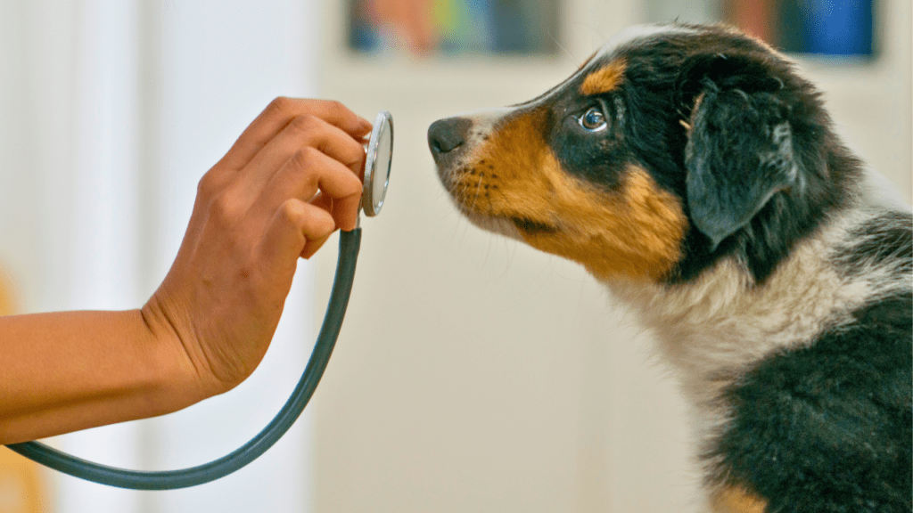 puppy at the vet